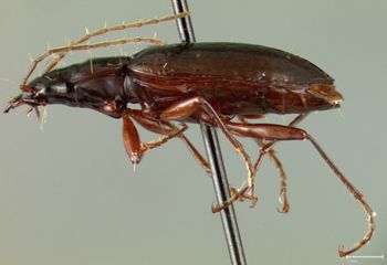 Media type: image;   Entomology 23519 Aspect: habitus lateral view